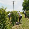 Dnevnica za branje 5.000 dinara: Mladići iz Svrljiga na plus 35 beru maline, nije lako, ali zadovoljni uslovima