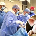 Muškarcu presađen bubreg genetski modifikovane svinje "Zaista sam želeo da doprinesem nauci"