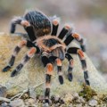 Oko 150 tarantula pronađeno u čašama od jogurta u privatnoj kući u Belgiji
