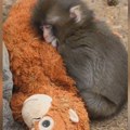 Сузе саме иду! Свет прича о овом мајмунчету: Мама га одбацила, а има само плишану играчку од које се не одваја
