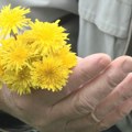 Biljka broj jedan za zdravlje: Često je gazimo, a prava je riznica vitamina FOTO