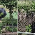 Gotovo 100 škola zatvoreno u japanskom gradu zbog medveda, raste broj napada nakon zimskog sna
