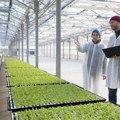 Da li je vertikalno povrtarstvo osuđeno na bankrot? Pouke iz propasti vertikalnih farmi