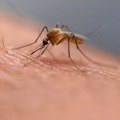 Groznica Zapadnog Nila u Severnoj Makedoniji: Zaraza se širi u Skoplju i Velesu