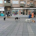 Nišlijka koja je pokrenula peticiju predložila i mere za sklanjanje pasa sa ulica