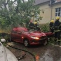 Drvo palo na kola, poginula žena: Tragedija u Somboru usled jakog nevremena: Građanima izdato hitno upozorenja (foto)