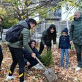 Gimnazija ,,Bora Stanković”: Učenici zasadili 16 smreka u školskom dvorištu