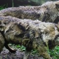 Тајланд: у колиби пронађен напуштени дечак окружен псима, комуницира само лајањем