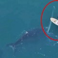 Surfer heroj spasio kita iz ribarske mreže, fotograf sve snimio. A onda su ga napali stručnjaci: "Nedopustivo!" (foto)