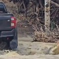 Vozač se zaglavio u vodi, mislio da mu auto blokira mulj, odjednom ugledao čeljusti: Živ se zaprepastio