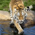 Tigar rastrgao rodu u zoološkom vrtu: Brutalnu scenu posmatrala deca, evo kako su reagovala