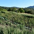 Otkrivena laboratorija sa skoro pola tone marihuane kod Vranja: U kući osumnjičenog pronađeno i oružje