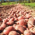 Suša i skupa proizvodnja umanjile rod krompira