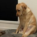 ''Mama, šta je ovo?'' Hit snimak labradora nasmejao internet do suza - pogledajte samo taj izraz lica! (video)