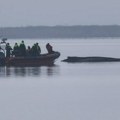 Kraj operacije spasavanja nasukanog kita: Ostavljen da ugine na miru