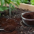 Звучи као добро ђубриво, али није за све: 10 биљака којима уопште не прија талог кафе