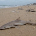 Misterija na plaži u Nju Džerziju: Pronađeno skoro 30 mrtvih ajkula