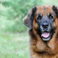Izgledaju kao da bi vas pojeli za doručak, a duše su od pasa: 5 rasa koje izgledom potpuno varaju