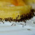 Gostima uz dezert poslužili skoro 50.000 mrava: Restoran mora da plati paprenu kaznu zbog neobičnog recepta