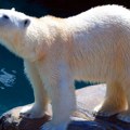 Ukoliko led nastavi da nestaje beli medvedi će umirati od gladi