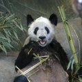 Obnova "panda" diplomatije: Kina planira da pošalje u San Dijego dve pande