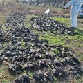 Mamci kobni za gačce i čavke: Masovno trovanje više od 800 ptica kod Kikinde - najveće u ovom delu Evrope