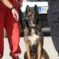 Pas Zigi prvi put usnimljen nakon celodnevnog traganja za devojčicom Prošle godine je iskopavao ljude u Turskoj, nikada nije…