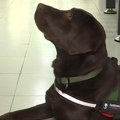 Labrador Moko ide u osnovnu školu u Beogradu: Ravnopravan je sa đacima, a razlog zbog kog je tu će vas raznežiti