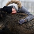 Slavlje u Francuskoj: Sud preispituje odluku o uspavljivanju divlje svinje