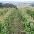 Klimatski uslovi pogodovali razvoju vinove loze