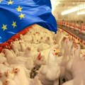 Istina o kvalitetu mesa u Srbiji - bezbedno, ali zašto onda ne ide u zemlje EU? Evo šta koči izvoz sveže piletine koja može da…