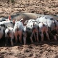 Počinju svinjokolje: Nema slanja čvaraka i kobasica obitelji