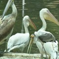 (Video) Ovo je najmlađi stanovnik beogradskog zoo-vrta Goluždravi pelikan već je prava zvezda – lepo napreduje ručkajući svežu…