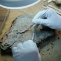 Prvi dokaz u istoriji o postojanju ovog stvorenja: Naučnici otkrili fosile vodozemca