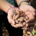 PROJEKAT "ZASADI DRVO" NASTAVLJA SA PODUHVATIMA! Pridružite se akciji sakupljanja žira hrasta Sladuna - učestvujte zajedno…