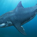 Strašni morski predator Otkrivena prava veličina megalodona, nova saznanja naučnika lede krv u žilama