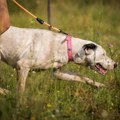 Matilda traži svoju porodicu i dom – Ne kupuj, udomi za ljubav