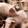 Ministarstvo poljoprivrede: Veće kontrole za nepoštovanje mera u borbi protiv zaraznih bolesti životinja