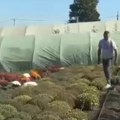 Biznis od koga se mlate pare u jesen: Glišići ove sezone proizveli 10.000 biljaka i već skoro sve prodali
