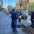 U centru Leskovca novih 27 stabala, ove jeseni dopuna drvoreda na više mesta
