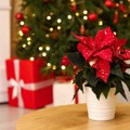 Božićna zvezda: Kada je kupiti i kako je negovati da bi bila u punoj raskoši tokom praznika