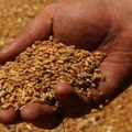 Svetska proizvodnja žitarica rekordno raste, ali geopolitičke tenzije podstiču novu krizu: FAO prognoze za sezonu 2025/2026.