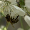 Воћари очекују богат род и ниже цене воћа (ВИДЕО)