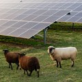 U pustinji podigli najveću solarnu elektranu na svetu: zbog jednog problema angažovali 20.000 ovaca