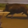 Neočekivani gosti pojavljuju se u svim delovima Beograda: lisice na Dedinju, Zvezdari, Mirijevu, šakali u prigradskim…