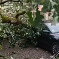 Nevreme napravilo haos u ovom gradu u Srbiji: Olujni vetar oborio veliki hrast, drvo palo na automobil! (video)