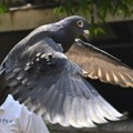 Indijska policija oslobodila goluba za kog se sumnjalo da špijunira za Kinu