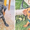 Од картонске кутије до топлог дома: Новосађани на Копаонику од смрзавања спасили напуштене кучиће; двомесечни Васа и Срна…