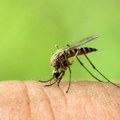 Tretmani suzbijanja larvi i odraslih jedinki komaraca