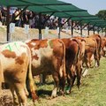 Izložba goveda u Bujanovcu: Simentalka iz Nesalca pobednica